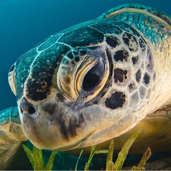 seaturtles791